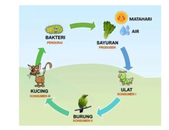 Rantai Makanan