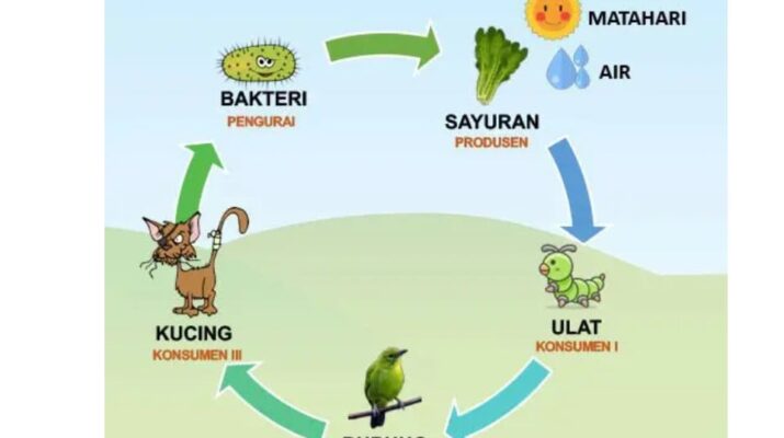 Rantai Makanan