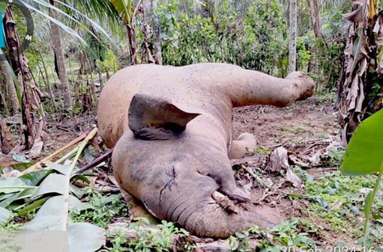 Krisis Keanekaragaman Hayati dan Upaya Konservasi di Dunia