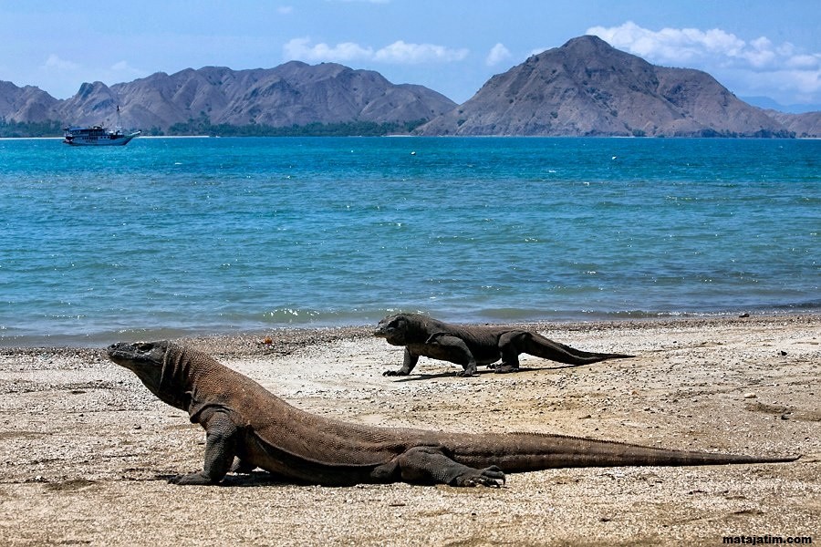 Pesona Pulau Komodo dan Keajaiban Satwa Langka di Dalamnya
