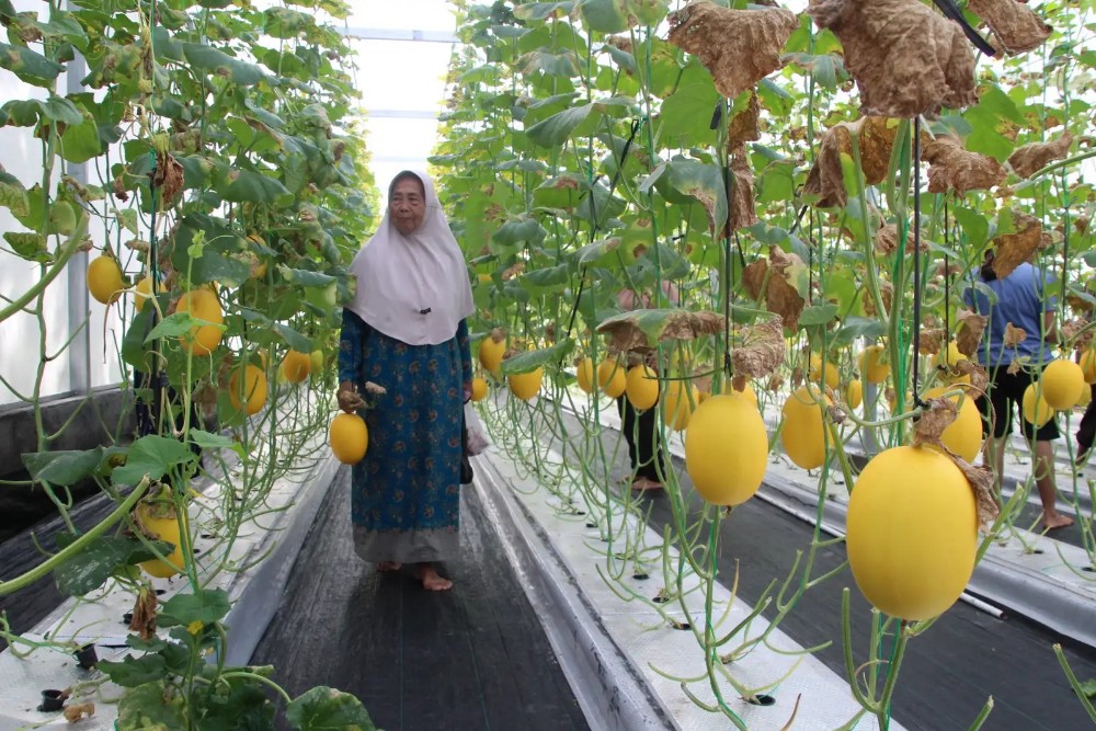 Kemeriahan Wisata Petik Melon Gaden: Moment Panen Pertama